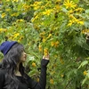 Du khách tạo dáng với hoa dã quỳ tại Vườn Quốc gia Ba Vì. (Ảnh: Mạnh Khánh/TTXVN)