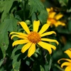 Hoa dã quỳ ở vùng biên viễn mang vẻ đẹp hoang sơ, dung dị đặc trưng với sắc vàng ấm áp. (Ảnh: Xuân Tiến/TTXVN)