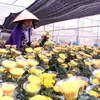 Nông dân trồng hoa tại thành phố Đà Lạt thu hoạch hoa cúc. (Ảnh: Phạm Kha/TTXVN)