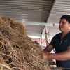 Anh Lê Đức Hà ở xã Văn Hóa, huyện Tuyên Hóa, tỉnh Quảng Bình bắt tay cải tạo chuồng nuôi để tái sản xuất sau lũ. (Ảnh: Võ Dung/TTXVN)