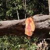 Vết cưa máy sắc lẹm tại một thân cây to trong rừng đặc dụng, địa bàn thuộc bản Bua, xã Mường Phăng (thành phố Điện Biên Phủ, tỉnh Điện Biên). (Ảnh: Hải An-Xuân Tiến/TTXVN)