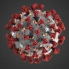 Hình ảnh minh họa virus SARS-CoV-2 gây bệnh viêm đường hô hấp cấp COVID-19. (Ảnh: AFP/TTXVN)
