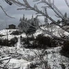 Tuyết rơi phủ trắng tại xã Y Tý, huyện Bát Xát. (Ảnh: Quốc Khánh/TTXVN)