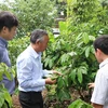 Đoàn công tác của Bộ Nông nghiệp và Phát triển nông thôn thăm các mô hình nông nghiệp hữu cơ tại Đắk Lắk. (Nguồn: TTXVN)