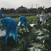 Hội phụ nữ phường Hiến Thành thu hoạch và bán bắp cải giúp các gia đình đang bị cách ly, phong tỏa. (Ảnh: Mạnh Minh/TTXVN)
