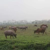 Đồng ruộng tại xã Phú Xuân, huyện Bình Xuyên rộng hàng trăm ha, phần lớn bị bỏ hoang. (Ảnh: Nguyễn Trọng Lịch/TTXVN)