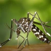Muỗi lây truyền các bệnh như chikungunya, sốt xuất huyết và Zika. (Nguồn: wwmedgroup)