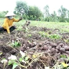 Nông dân xã Thành Trung, huyện Bình Tân, tỉnh Vĩnh Long thu hoạch khoai lang. (Ảnh: Lê Thúy Hằng/TTXVN)