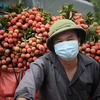 Niềm vui của người nông dân chở những chuyến vải sớm cuối cùng tới các điểm cân tại xã Phượng Sơn, huyện Lục Ngạn, tỉnh Bắc Giang. (Ảnh: Danh Lam/TTXVN)