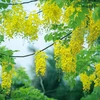 Muồng hoàng yến với sắc vàng đặc trưng được trồng xen kẽ với nhiều loại cây khác nhau trên đường phố Hòa Bình. (Ảnh: Trọng Đạt/TTXVN)