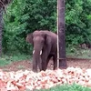 Một con voi rừng ở Ấn Độ. (Nguồn: Hindustantimes)