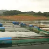 Cá hồ Thác Bà đã được Cục Sở hữu trí tuệ (Bộ Khoa học và Công nghệ) cấp giấy chứng nhận nhãn hiệu 'Cá hồ Thác Bà đặc sản Yên Bái' từ năm 2019. (Ảnh: Tiến Khánh/TTXVN)