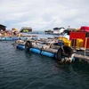 Mô hình nuôi cá lồng bè ở xã đảo Thổ Châu, thành phố Phú Quốc, tỉnh Kiên Giang. (Ảnh: Hồng Đạt/TTXVN)