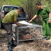 Lực lượng chức năng tỉnh Đắk Nông thả kỳ đà vân về môi trường tự nhiên. (Ảnh: TTXVN phát)