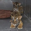 Các cá thể hổ được Vườn quốc gia Pù Mát chăm sóc đang dần phục hồi sức khỏe. (Ảnh: TTXVN phát)