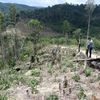 Những diện tích rừng bị tàn phá tại tiểu khu 704, xã Cư Bông (huyện Ea Kar) khu vực giáp ranh với xã Cư Pui (huyện Krông Bông), tỉnh Đắk Lắk. (Ảnh: TTXVN)