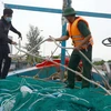 Bộ đội Biên phòng Đà Nẵng hỗ trợ ngư dân chằng chống tàu thuyền trước bão. (Ảnh: Quốc Dũng/TTXVN)