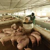 Một trang trại chăn nuôi lợn. (Nguồn: TTXVN)