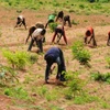 Nông dân ở Niger. (Nguồn: Vanguardngr)