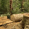 Hiện trường vụ cây gỗ bị cưa hạ tại lô 1, khoảnh 5, Tiểu khu 38 lâm phân do Ban quản lý Khu bảo tồn thiên nhiên Kon Chư Răng quản lý. (Ảnh: TTXVN phát)