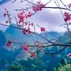 Trong tâm thức cộng đồng dân tộc Mông Tây Bắc, hoa Tớ Dày nở là tín hiệu báo mùa mùa Xuân đã về. (Ảnh: Xuân Tư/TTXVN)