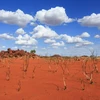 Khu vực Pilbara của Australia ghi nhận nhiệt độ cao kỷ lục. (Nguồn: Getty Images)