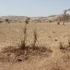 Hạn hán ở Ethiopia. (Nguồn: Helpage.org)