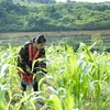 Người dân Mường Chà, Điện Biên chăm sóc cây ngô. (Ảnh: Xuân Tư/TTXVN)
