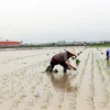 Bà con nông dân ở Hà Nam xuống đồng cấy lúa. (Nguồn: TTXVN)