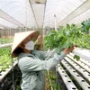 Mô hình trồng rau thủy canh thích ứng biến đổi khí hậu tại Hợp tác xã rau an toàn Tiến Phát, huyện Đức Linh, tỉnh Bình Thuận. (Ảnh: Nguyễn Thanh/TTXVN)
