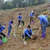 Đoàn thanh niên TTXVN trồng và trao tặng 500 cây xanh cho các hộ gia đình có hoàn cảnh khó khăn của xã Trung Yên. (Ảnh: Nam Sương/TTXVN)