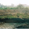 Ủy ban Nhân dân quận Long Biên đã cung cấp nhiều hình ảnh được chụp lại từ ruộng sản xuất nông nghiệp vào năm 2004, trước 1 năm khi được thuê thầu vào năm 2005. (Ảnh: TTXVN phát)