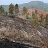 Một góc hiện trường vụ cháy rừng tại bản Nà Nọi 2 (xã Nà Nhạn, thành phố Điện Biên Phủ, tỉnh Điện Biên) nhìn từ lõi hiện trường vụ cháy. (Ảnh: Xuân Tiến/TTXVN)