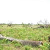 Hiện trường vụ án hủy hoại hơn 382ha rừng tại xã Ya Tờ Mốt, huyện Ea Súp. (Ảnh: Tuấn Anh/TTXVN)