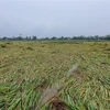 Một diện tích lúa sắp đến kỳ thu hoạch bị gãy đổ ở xã Triệu Trung, huyện Triệu Phong. (Ảnh: TTXVN phát)