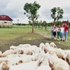 Trang trại cừu thu hút khách du lịch.