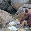 Bà Nguyễn Thị Chất cho đàn khỉ ăn. (Nguồn: Kiemlamquangngai.gov.vn)