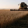 Thu hoạch lúa mỳ tại cánh đồng ở vùng Krasnoyarsk của Nga. (Ảnh: Reuters/TTXVN)