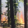 Vụ cháy đe dọa hủy hoại nhiều cây cự sam cổ thụ khổng lồ. (Nguồn: Nbcnews)