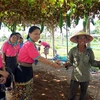 Đại biểu Hội Liên hiệp Phụ nữ Lào tặng biểu tượng hoa Champa cho một người dân làng trồng rau truyền thống Trà Quế, thành phố Hội An, tỉnh Quảng Nam. (Ảnh: Trịnh Bang Nhiệm/TTXVN)