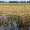 Diện tích lúa Hè Thu tại huyện Vị Thủy bị đổ ngã sau đợt mưa dông kéo dài. (Ảnh: Hồng Thái/TTXVN)