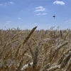 Lúa mỳ trên cánh đồng tại Zhovtneve, Ukraine. (Ảnh: Reuters/TTXVN)