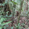 Một cá thể khỉ mặt đỏ được thả về rừng tự nhiên. (Ảnh: TTXVN phát)