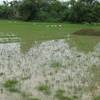 Diện tích lúa bị ngập nước do mưa lớn. (Nguồn: TTXVN)