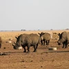 Tê giác tại khu bảo tồn tê giác Buffalo Dream Ranch. (Nguồn: Reuters)