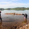 Lực lượng chức năng tiến hành thu gom và xử lý môi trường tại khu vực hồ Bộc Nguyên. (Ảnh: Hoàng Ngà/TTXVN)