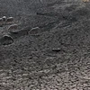 Những con cừu tìm thức ăn trên lòng sông khô cạn do hạn hán tại Villarta de los Montes, Tây Ban Nha. (Ảnh: AFP/ TTXVN)