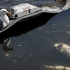 Cá chết ở Vịnh San Francisco do sự xuất hiện của một loại tảo độc hại (Nguồn: Independent)