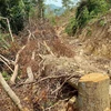 Hiện trường vụ chặt hạ nhiều gốc cây rừng tự nhiên tại Tiểu khu 771, xã Cam Tuyền, huyện Cam Lộ. (Ảnh: TTXVN phát)