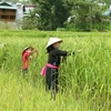 Bà con dân tộc thôn Na la, xã Tà Chải, Bắc Hà thu hoạch lúa. (Ảnh: Quốc Khánh/TTXVN)